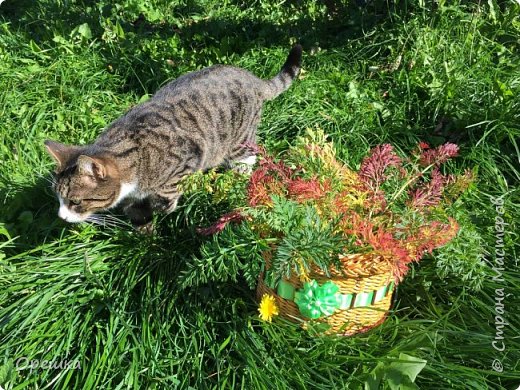 Вот мой котище мимо пробегал.
Одного Ваську что ли фотать.
Мурзик тоже достоин! Да? (фото 46)