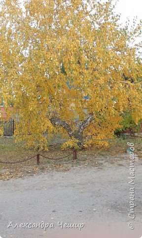 Это небольшая березка с другого ракурса... (фото 4)