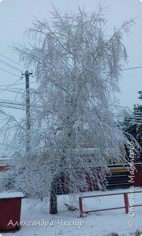 Одетые деревья... (фото 3)