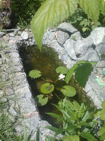 Я, по задиаку рак, а кувшинка мой цветок, и мечта всей жизни воплощённая  на своей даче. (фото 1)