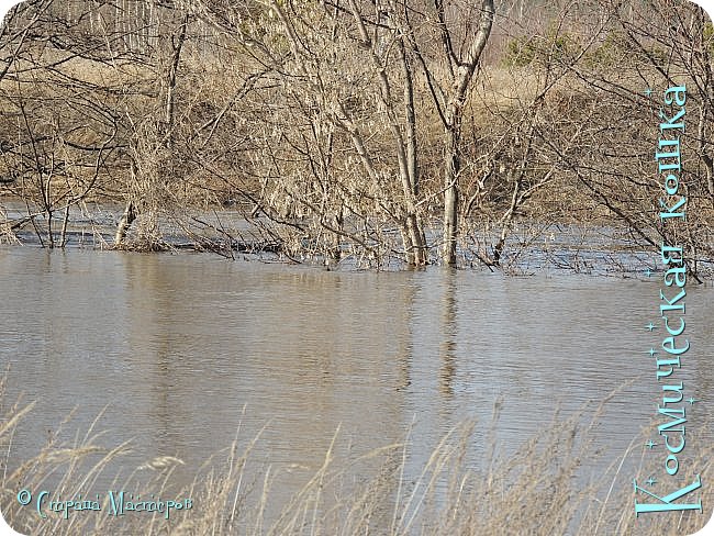 Деревья наполовину в воде (фото 21)