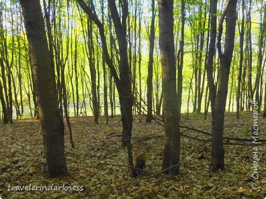 Ну, а это уже в самом лесу. Одни деревья, точнее очееень мнооогооо дереевьееев. 
Когда мы впервые зашли в лес, у нас стало рябить в глазах. Честно. Это было непередаваемое ощущение, которое я нескоро забуду)))
А сзади, кстати, видите? Там вода! Такое вот небольшое болотце расположилось позади этих великолепных деревьев (фото 8)