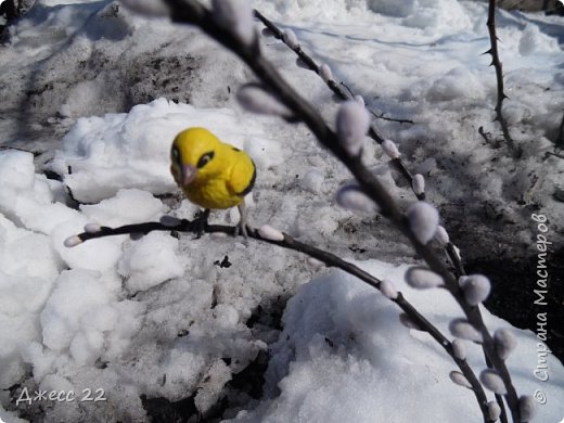 Иволга на вербе. (фото 2)