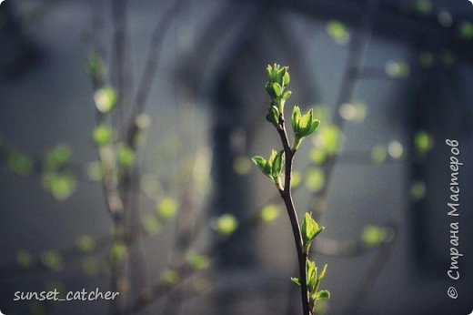 У нас тут в Казани весна очень неохотно заходит в гости. Поехала ловить ее в другие края. 