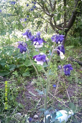 во саду ли в огороде (фото 6)