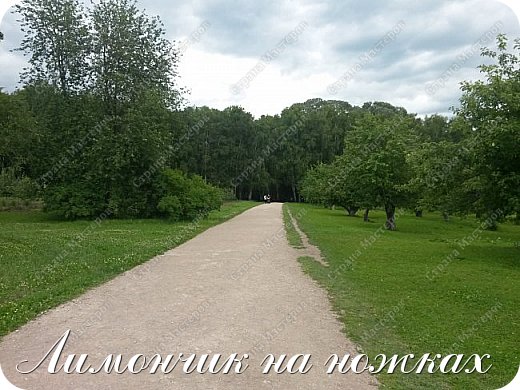 Плодовые сады - украшение яснополянской усадьбы. Ее садово-парковый ансамбль создавался более 150 лет. В начале XIX века М. Н. Толстая - мать Л. Н. Толстого - сделала подробную «Опись саду» того времени. В усадьбе было два регулярных сада - из восьми клинов каждый, где росли яблони, смородина, крыжовник, малина и земляника.
В каждом из клинов были устроены клумбы с цветами. Яблонь в саду перечислено 849 штук 34 различных сортов. Плодовые деревья были посажены и в «Английском саду». В имении был свой питомник («школа»), где выращивались саженцы плодовых и лесных пород.
Л. Н. Толстой увеличил площадь сада с 10 до 40 гектаров. В первый год после женитьбы он, по воспоминаниям жены, «насажал большой яблочный сад, говоря, что это для Сережи, который тогда родился» (Сергея Львовича, старшего сына Толстых).
Толстой посадил несколько тысяч яблонь; эти посадки прижились, и центральная часть усадьбы стала еще более живописной. Сортовой сортимент насаждений очень разнообразен. Помимо сортов яблонь, перечисленных М. Н. Толстой в «Описи саду»  (Белый налив, Бель, Боровинка, Грушовка, Коробовка, Коричное, Апорт, Скрыжапель, Титовка) в саду появились Антоновка, Бабушкино, Анисы, Розмарин, Аркад желтый (один из любимых сортов Толстого) и другие - всего более 30 сортов.

Помимо яблонь, в яснополянских садах выращивали сливы и вишни, у риги и на теплице были ягодники и небольшой питомник. Но эти фрукты и ягоды обитатели усадьбы использовали лишь для собственных нужд. Яблоневый же сад сдавали в аренду, а часть яблок, по условиям договора, оставляли для себя.

К 20-м гг. XX века старых деревьев в саду оставалось все меньше. Первые работы по его реставрации были проведены при Александре Львовне Толстой. В 1930-е гг. прошла паспортизация яснополянских фруктовых насаждений.

Яснополянский сад сильно пострадал от морозов зимой 1939-1940 гг., когда вымерзло 80% деревьев. В 1948 г. начались работы по его восстановлению. Постепенно сад был восстановлен на всей площади, что и при жизни Л. Н. Толстого и преимущественно теми же сортами. Черенки для прививок брали с яблонь, перенесших суровые морозы. Кроме того, в саду и сейчас еще растут и дают плоды те старые яблони, что были посажены Толстым. В Старом саду находится садовый домик, в котором во времена Толстого хранили яблочный урожай.

Сады всегда привлекали Л.Н.Толстого своей трогательной красотой, были одним из любимейших мест его прогулок  по Ясной Поляне. Поэзией садов проникнуты многие  художественные произведения Льва Николаевича,  мемуары его родных и близких.

«Когда уже становилось жарко… я часто ходил в огород или сад есть все те овощи и фрукты, которые поспевали. И это занятие доставляло мне одно из главных удовольствий. Заберешься, бывало, в яблочный сад, в самую середину высокой, заросшей, густой малины. Над головой – яркое горячее небо, кругом – бледно-зеленая колючая зелень кустов малины, перемешанная с сорною заростью. Темно – зеленая крапива с тонкой цветущей макушкой стройно тянется вверх; разлапистый репейник с неестественно лиловыми колючими цветками грубо растет выше малины и выше головы, и кое-где вместе с крапивою достает даже до развесистых бледно-зеленых ветвей старых яблонь, на которых наверху, в упор жаркому солнцу, зреют глянцевитые, как косточки, круглые еще сырые [от росы] яблоки  (Л. Н. Толстой. «Юность»). (фото 19)