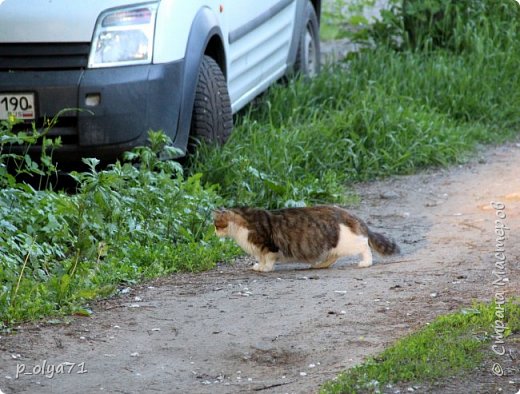 Соседская кошка чем-то заинтересовалась) (фото 5)