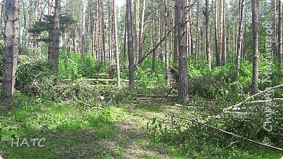 поваленные в огромной количестве березы и сосны  - удручающее зрелище. Нижегородская область. И так по всему лесу. (фото 6)