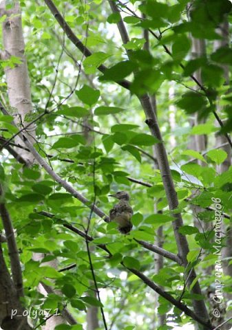 Цветочный хоровод(и не только)) (фото 112)