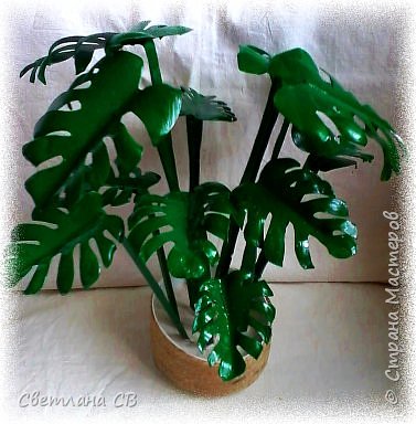 Монстера (Monstera) (фото 2)