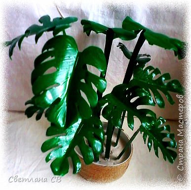 Монстера (Monstera) (фото 3)