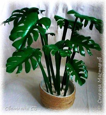 Монстера (Monstera) — крупное тропическое растение, лиана; род семейства Ароидные. Гигантские размеры растения и его причудливый облик послужили основанием для названия всего рода (от monstrum — чудовище, а, может быть, и «причудливая»).
Монстеры — вечнозеленые растения, лианы, кустарники с лазящими толстыми стеблями, часто свисающими воздушными корнями. Листья крупные, кожистые.  (фото 1)