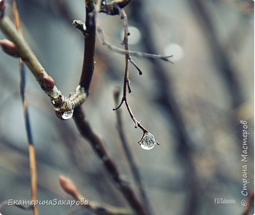 Мой сад.Мой Nikon 2. (фото 3)