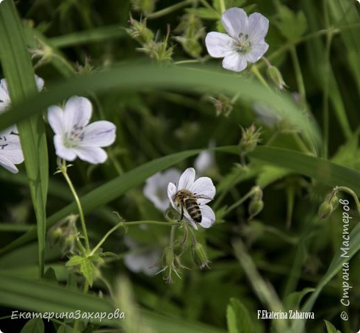 Мой сад.Мой Nikon 2. (фото 9)