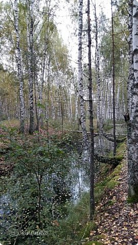 В продолжение осенней тематики, хочу поделиться фотографиями леса, куда мы много лет ездим за грибами. Там очень красиво!!! (фото 7)