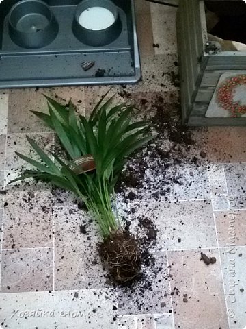 А это привет от Варвары. Несчастную ареку поливала только покупной водой, пылинки сдувала, а она с ней вот так.... (фото 10)