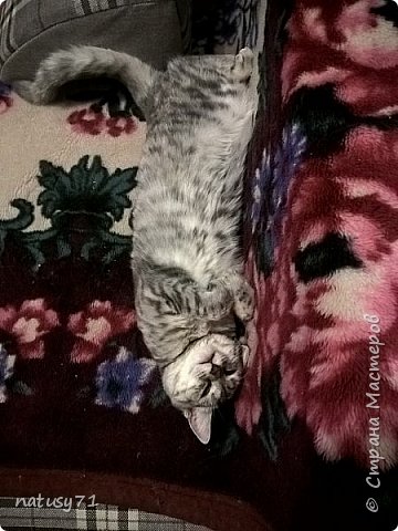 А это моя "помощница"...В конце лета сын притащил из подъезда котёнка. Месяц мы её пытались пристроить, но безуспешно. Так и осталась жить у нас до кучи к моим хвостам. Много я кошек повидала, но таких любопытных ещё не встречала! Что бы я не делала, она обязательно нарисуется с выражением на морде: "А что это вы тут делаете?"
И вот сижу я, значит, гордюсь собой, что нарисован весьма трудоёмкий элемент, и даже очень ровненько и симметрично( несмотря на невидимую разметку и 2 часа ночи ), и тут это чудо решает, что баночка с краской вполне сгодится на роль мячика( хорошо хоть я банку закрыла!). Я, конечно, подскакиваю с перепуга и.. роняю тюбик с контуром прямо на свежерасписанный фрагмент! Ёшкин кот( кошка), услышав мой вопль, телепортировалась под диван, а мне пришлось всё переделывать( стирать размазанное, заново наносить фон и рисовать)! Всё равно люблю эту шкоду! (фото 7)