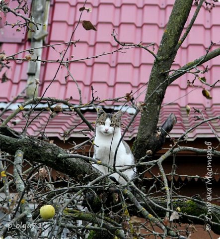 Похожа на нашу Манечку) (фото 5)