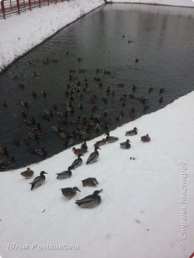 Вот такое количество уток. В этом году их не меньше. (фото 12)