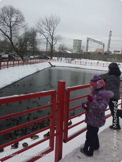 Был у нас день кормления птиц. Вот на таком маленьком пруду у нас зимовало огромное количество уток. Они прилетают туда только зимой, весной все разлетаются. А к зиме опять возвращаются (фото 11)