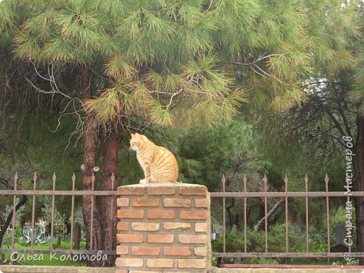 На ограде мусульманского кладбища.
Кто может украсить собой любой забор? 
Разумеется, кот! (фото 3)