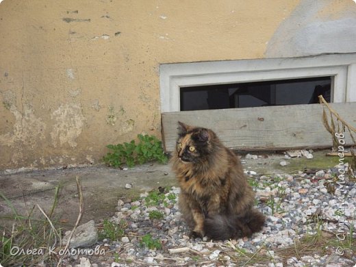 А это желтоглазое чудо иногда приходило в ресторан нашего отеля. (фото 4)