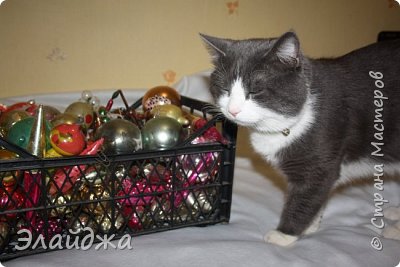 Сегодня поход на Блошиный рынок принес мне Новогоднюю покупку, цельный ящик  елочных игрушек. Продавцов такого специфического товара почти не было, все кто хотел продать под Новый год выносят на продажу такой товар. Но в одном месте у перекупщика я увидела ящик игрушек. В  моей коллекции почти все такие есть и я стала копошиться в поисках чего-то нового и весь этот процесс был так неудобен, холод и снег....Выбрала я несколько стоящих игрушек шар ручной росписи, виноград 50-х. А продавец начал меня уговаривать практически за символическую цену забрать все, чтоб дома в тепле все пересмотреть и определиться что мне надо а что нет. Товар теперь до следующего года не ходовой, он свои деньги что вложил  уже отработал и  он больше перебьет игрушек при хранении...Вообщем приехала я домой с ящиком. Жора сразу прибежал выяснять что такого новенького появилось  (фото 1)