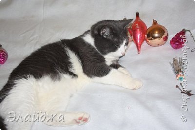 Расстелив скатерть я начала выкладывать приобретение, но Жора упорно норовился прилечь, типа и он игрушка..пришлось его выдворить из мастерской и погрузится в сказочный мир новогоднего праздника (фото 3)