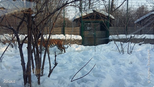 Это мы ей уже совсем надоели. Ходит по вольеру.
У неё натоптана тропа. Летом её очень хорошо видно. (фото 10)