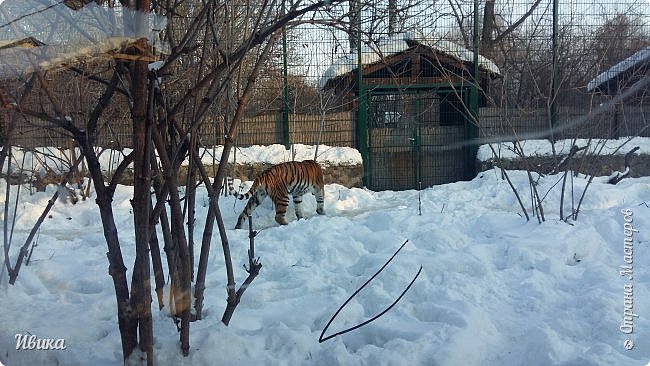 Такая вот киса! Иногда утробно так и тихонько ворчит-мурлычет.
Мы возле неё "зависаем" всегда надолго. 
Главное придерживаться рекомендаций: вести себя тихо, по стеклу и вольеру не стучать.
Ну ладно, мы же только тихонько "Кис-кис-кис!" (фото 11)