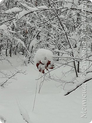 Вот в нижнем левом углу - мои лыжи утопли в снегу. Это такая лыжня у нас))) Но нам главное не скорость, а любование красотой! (фото 11)