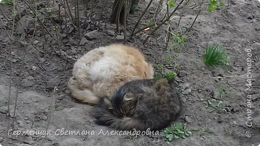 - А мы Инь и Янь !
 Котики - подкидыши, удачно перезимовавшие. Мы их подкармливали всю  зиму.Умненькие-- всегда  знают , когда принесут им еду. (фото 25)