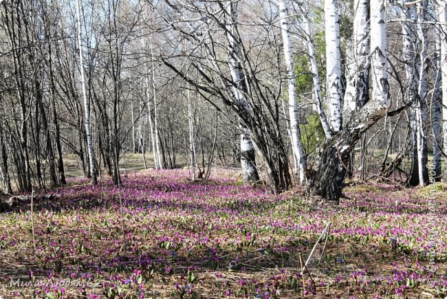 ну ведь красота! на самом деле все НАМНОГО красивее. Уходить из такой красоты не хочется. (фото 5)