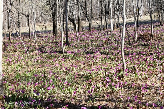 Сибирские цветочные поляны. Хвастики (фото 9)