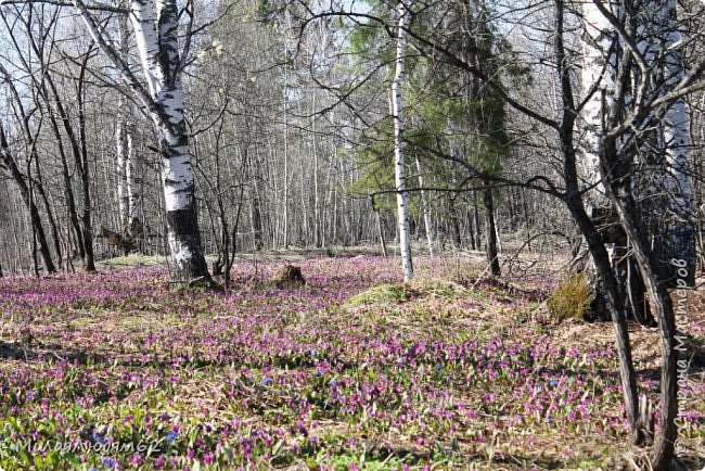 Сибирские цветочные поляны. Хвастики (фото 10)