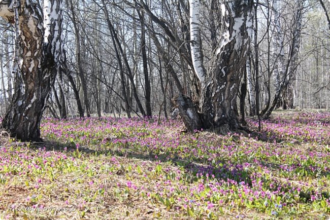 Сибирские цветочные поляны. Хвастики (фото 13)