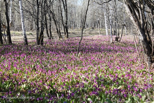 Сибирские цветочные поляны. Хвастики (фото 16)