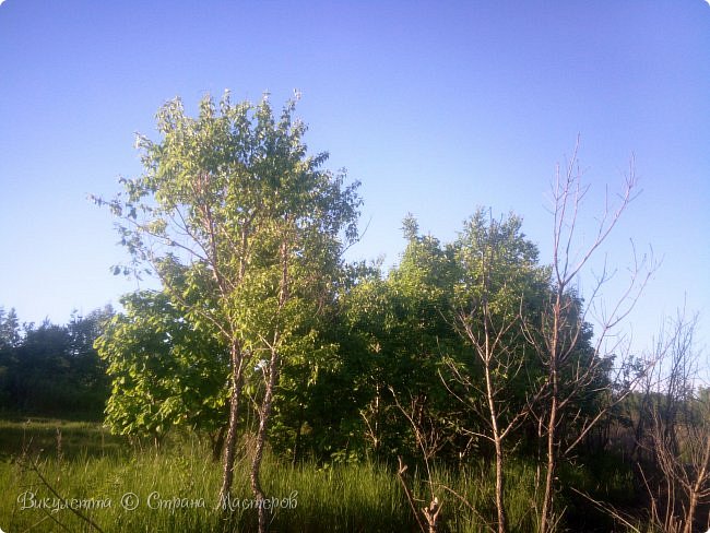 Деревья на берегу. (фото 12)