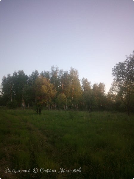 Лесок в лучах заката: (фото 28)