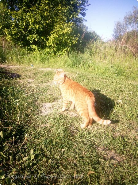 В этот раз мы взяли даже кота) За то время, что он живет у нас (три года скоро будет) - первый раз.
Хотя предыдущие хозяева говорили, что всегда брали с собой Марса на природу, проблем не было. А я всё боялась) Но ничего, пока мы откапывались - он спал. А на этом озере я его уже отправила погулять. Хоть проветрился да травки пожевал) (фото 39)