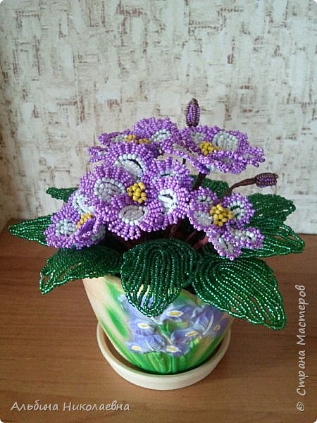 Фиалочка чудесна (фото 7)