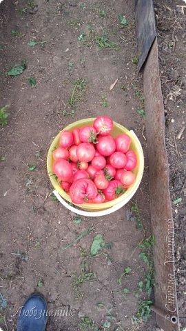 А это я вчера собрала, 10 л
Моя нога))) (фото 24)