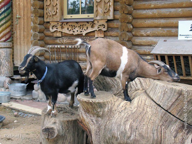 Посередине двора стоит большой спил дерева. Коза почёсывает шею.  (фото 12)