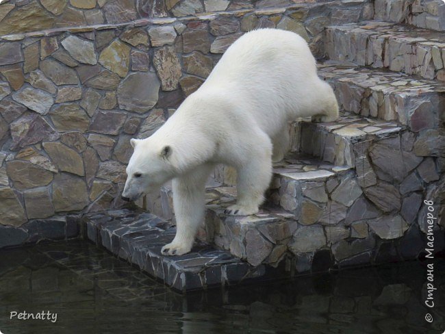 На латыни белый медведь называется  Ursus maritimus – "медведь морской".
Медведица спускается к воде.  (фото 40)