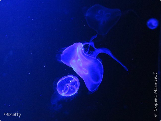 Медуза аурелия ушастая (Moon jellyfish). (фото 71)