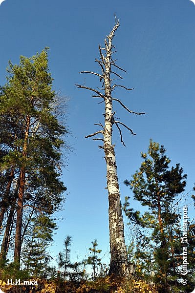 Старая берёза как дряхлая старуха (фото 24)