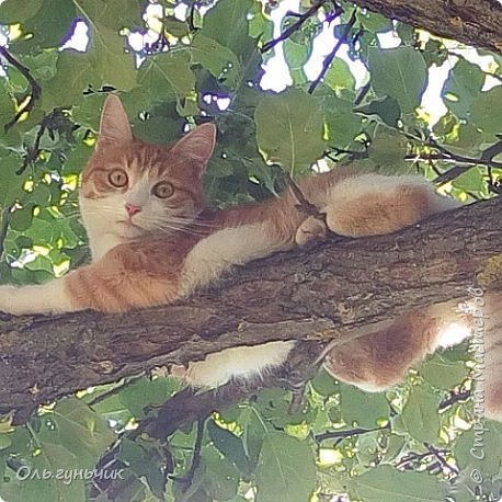 Ну и фоточки моей хулиганки)))
все верха были ее...по яблоне прыгала как белка летяга))) яблоня уж очень удобная из одного корня отходят в сторону 4 ствола, вот на них то она и отрывалась))) (фото 48)