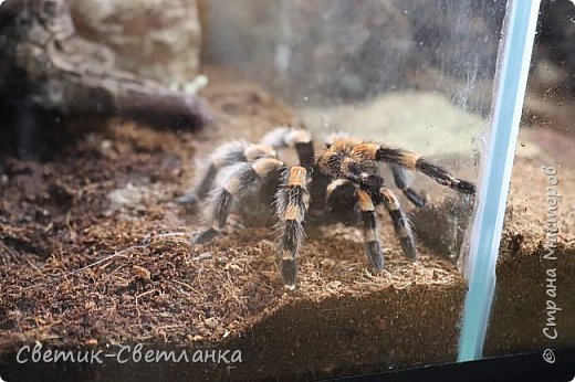 К сожалению, вид и название этого паука не запомнила. (фото 9)