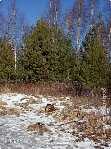 25 февраля. Это на поле столько снега! В феврале! Почти всю зиму столько и было,не больше,не было сугробов,трава стоит не примятая... (фото 18)