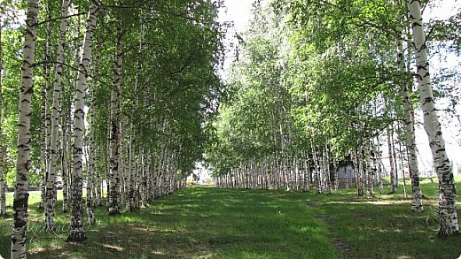 часть рощи вырубили во время строительства новой школы (фото 14)